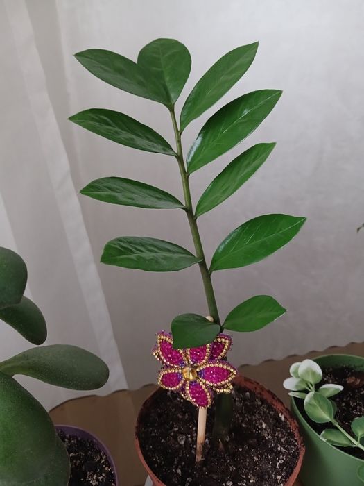 Замиокулькас замиелистный