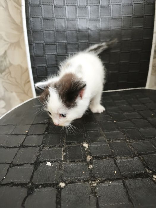 Отдам котят ! Бесплатно