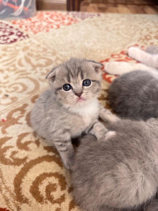 Вислоухие котята