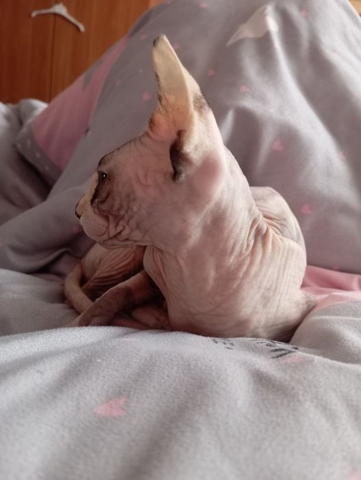 Кошка породы сфинкс