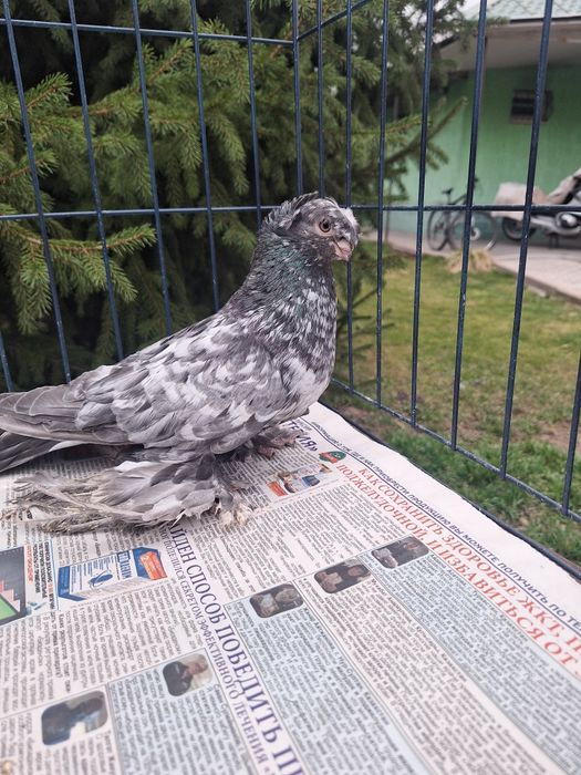 Продам голубя чилкаря