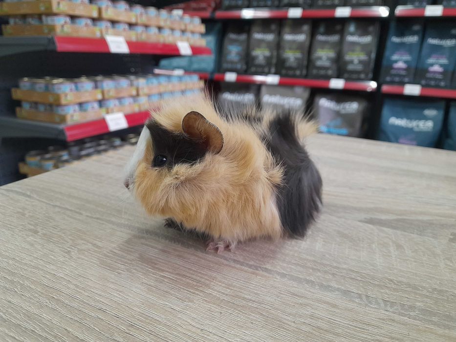 Морско свинче / свинчета късокосмести и дългокосмести на 1 месец