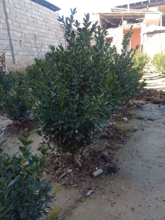 Шамшод гул сотилади