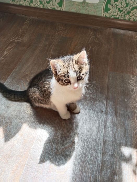 Милый котёнок ищет дом (бесплатно)