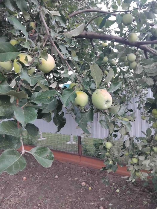 Дача на Телецентре с мансардным домиком.