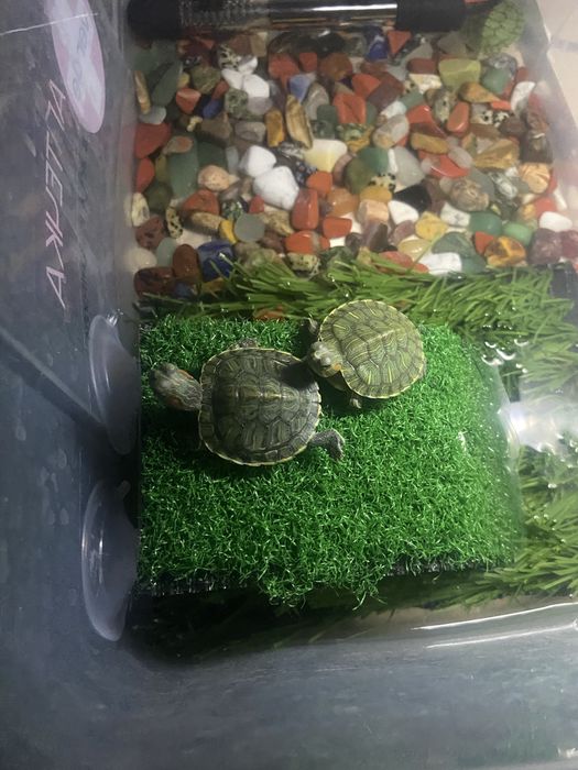 Черепахи красноухие водяные