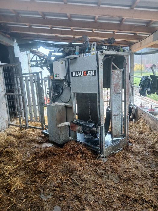 Curatire ongloane bovine