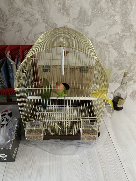 папугай не разлучники