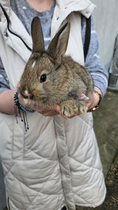 Vand iepuri talie mijlocie