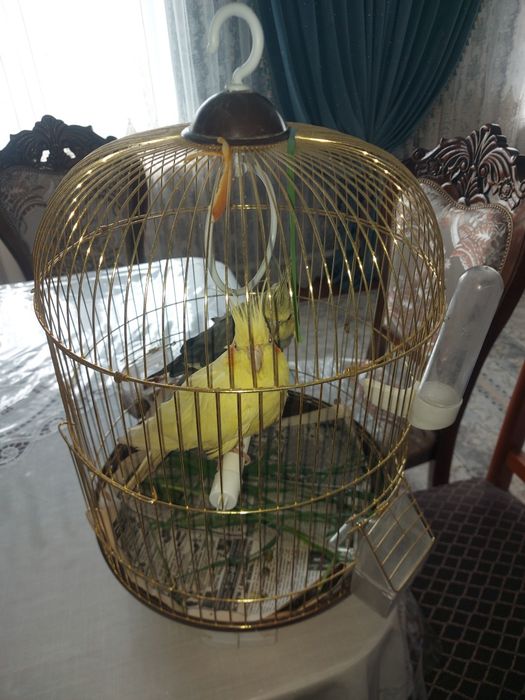 Папугай Карелла 2шт