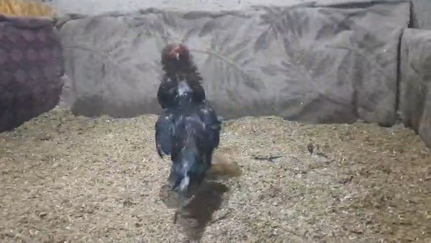 Дакан бойцовая птица