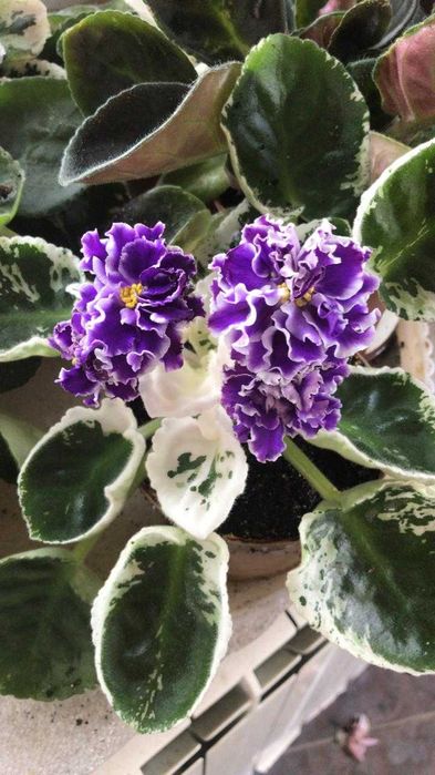 Продам сортовую фиалку