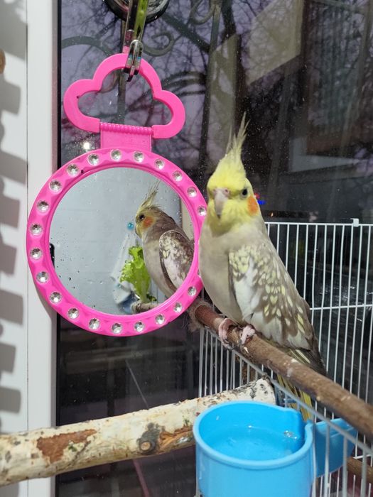 Попугайчик 1 год.