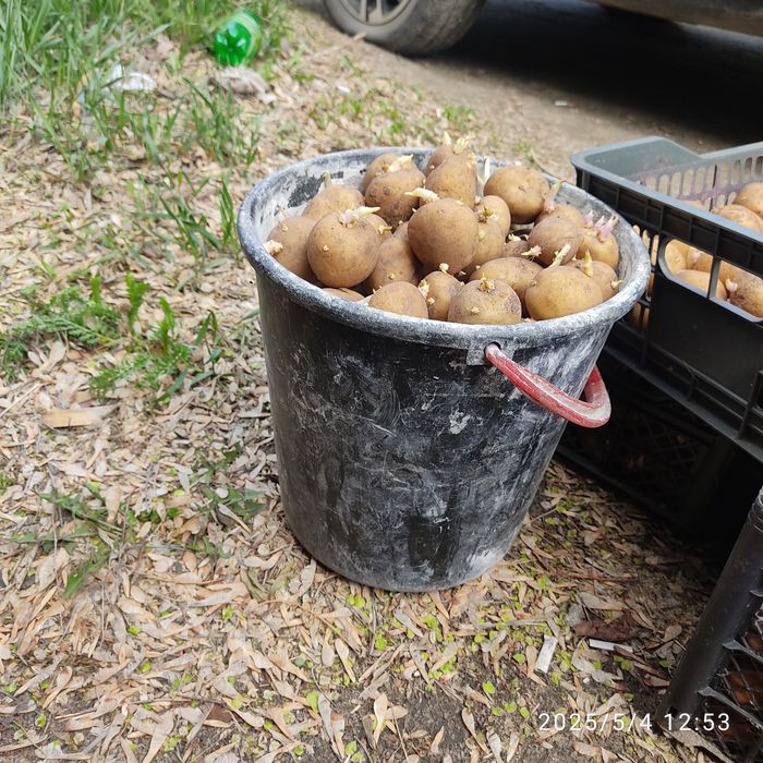 Продам семенной картофель