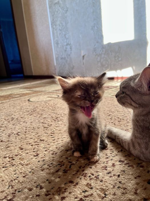 Отдам котят в добрые руки