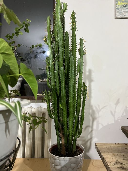 Цветы по низкой цене