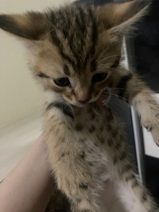 Отдам котят бесплатно