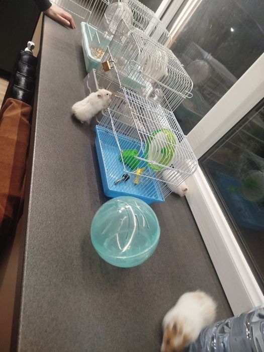 Хамяклар оиласи/Семья Сирийских Хомяков