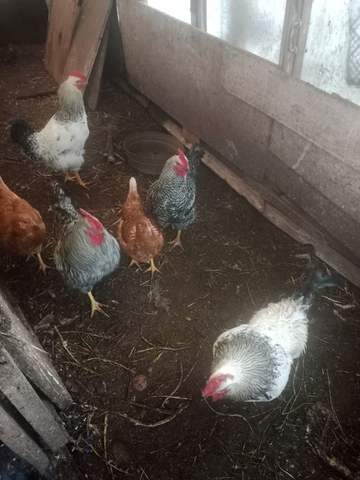 Продам породистых петухов