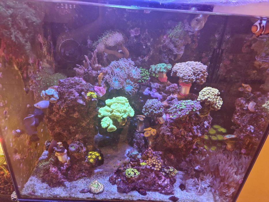 Frags corali reef – Xenia, Purple Polyp, Green Star Polyp verde fosfor, Gorgonie