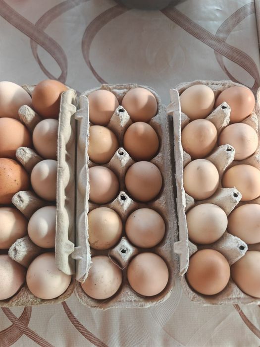 Ouă proaspete de casă  în Lugoj