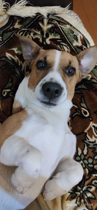 Вязка, Джек Рассел.