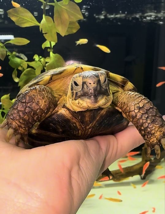 Сухопутные Черепашки