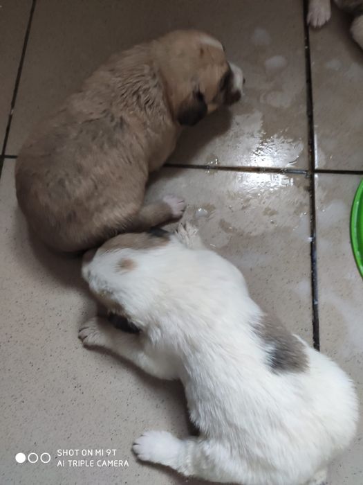 Отдам щенков в добрые руки