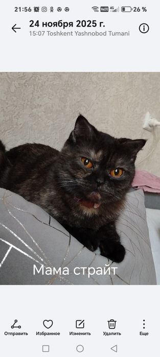 Котята скотиш фолд, скотиш страйт