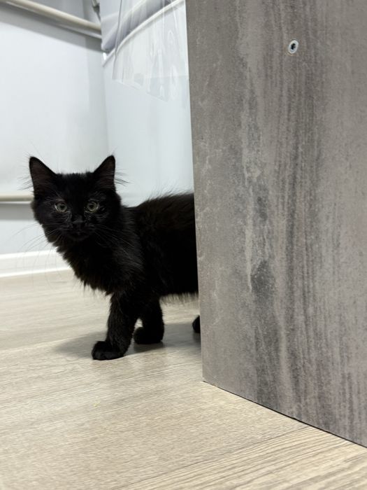 Отдам котенка в добрые руки