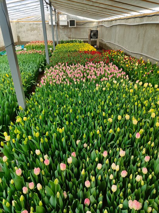 Предзаказ на тюльпаны к 8 марта