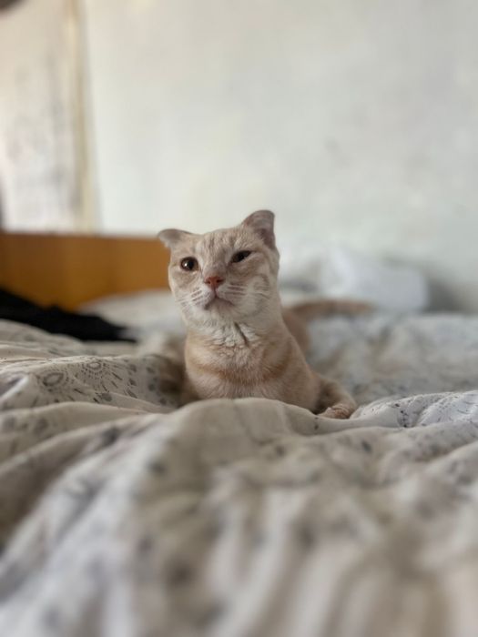 Вислоухая кошечка, отдам