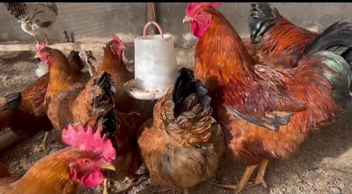 Цыплята корейской породы Ханхяп