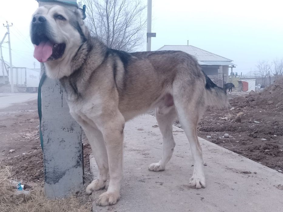 Собака 150 тысяч