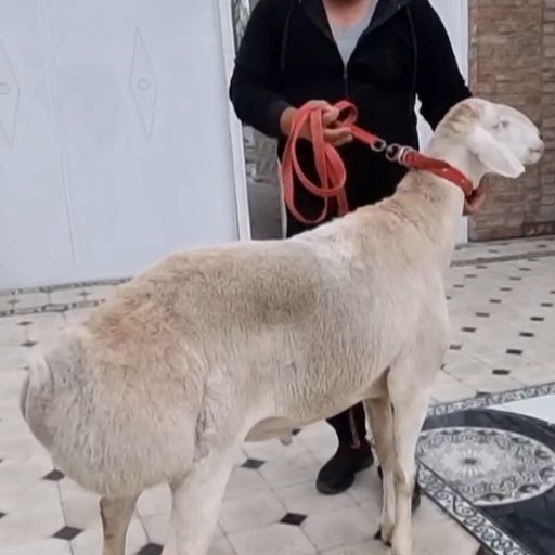 Авгон кучкори ок