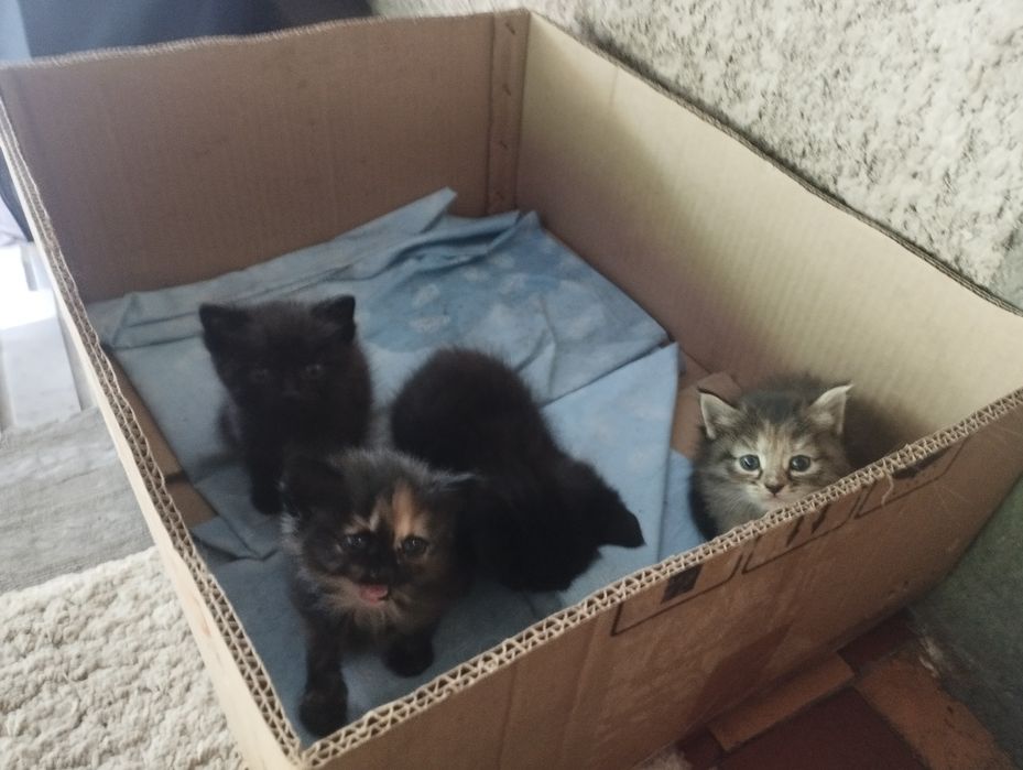 Котята их четыре