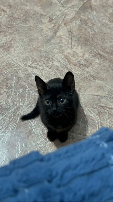 Пристраивается котёнок