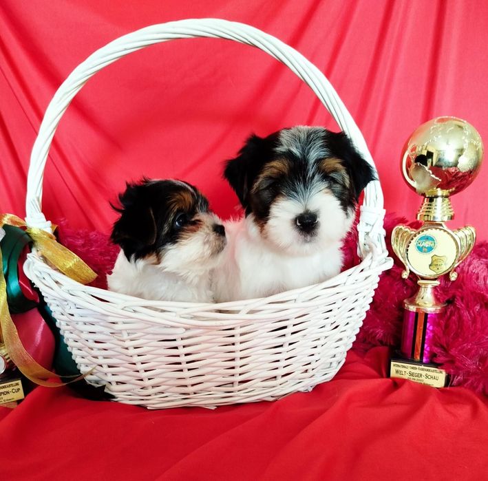 Очаровательные щенки бивера.