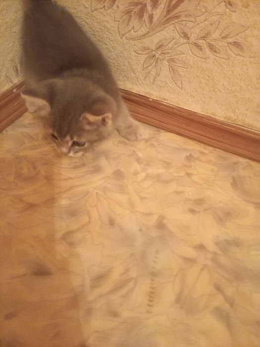 Вислоухий котёнок 1 месяц