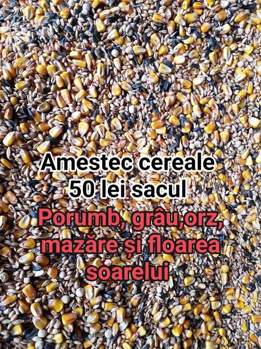 grau ,porumb,uruiala