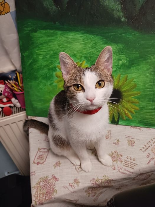 pisică spre adoptie