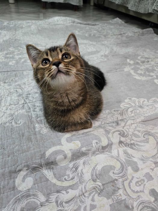 Золотая шиншилла.манчкин
