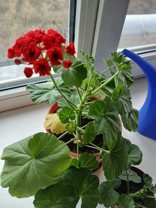 Продам комнатные цветы