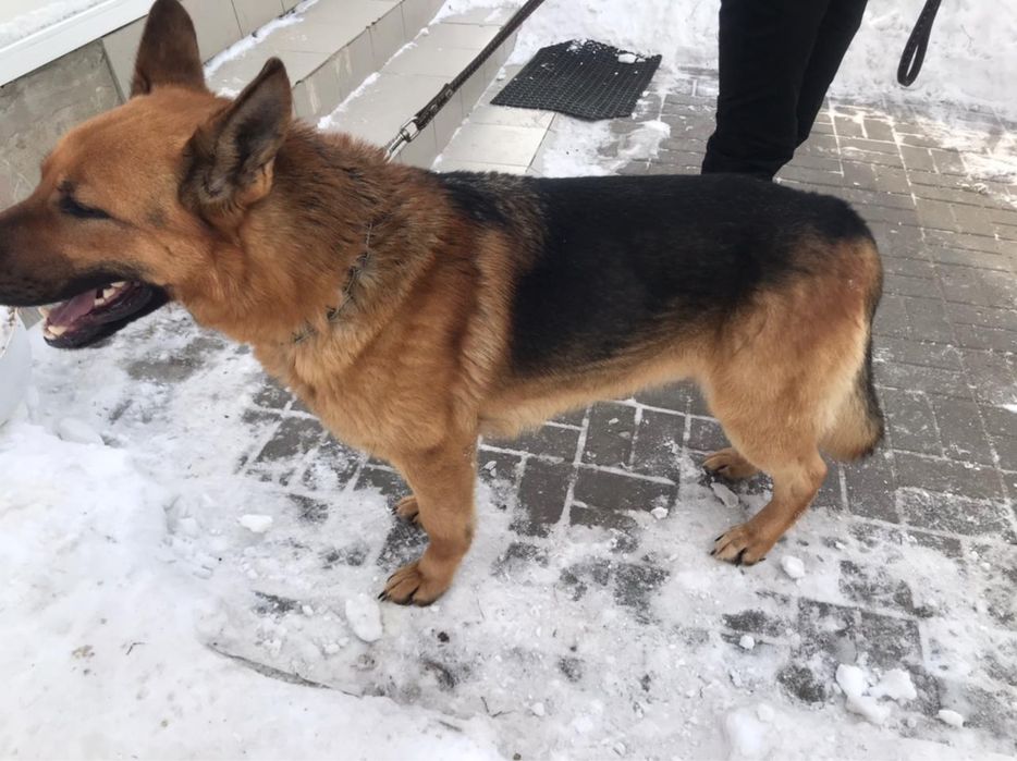 Вязка, овчарка,крупный самец