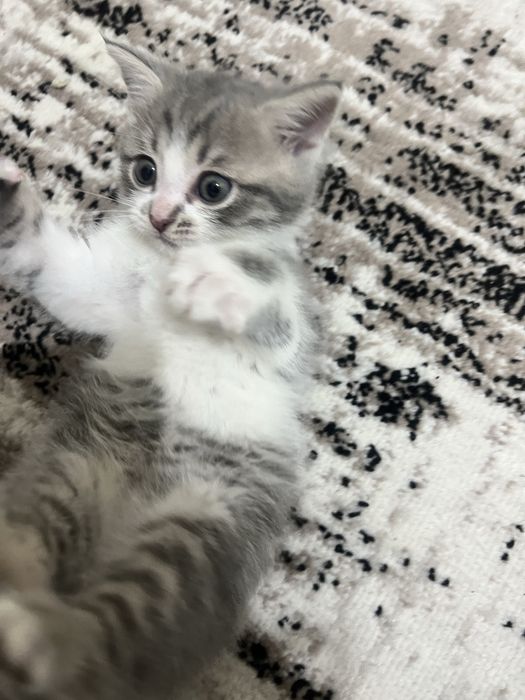 Кошка Шотландский