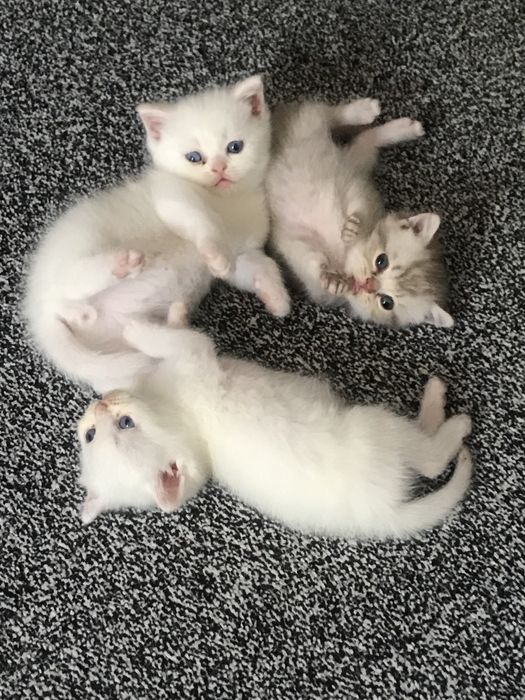 Породистые котят