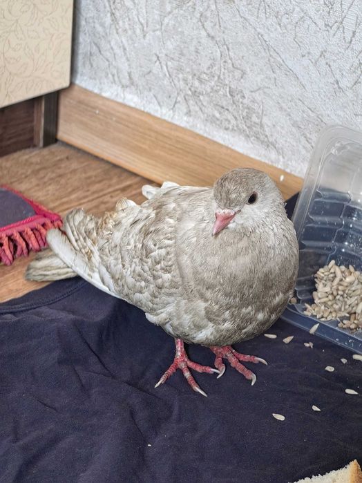 Отдам даром голубя!