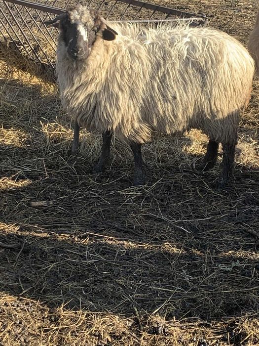 De vanzare 2 carlane