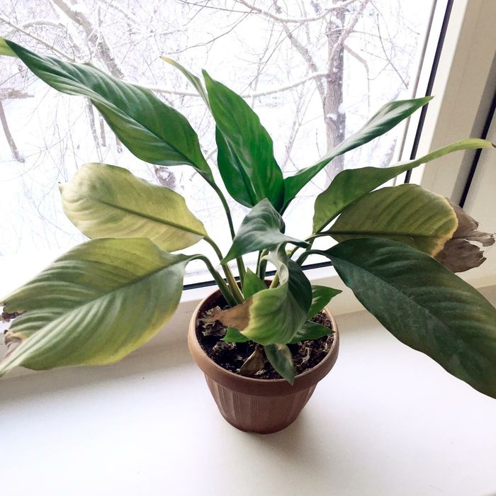 Цветы в горшочке