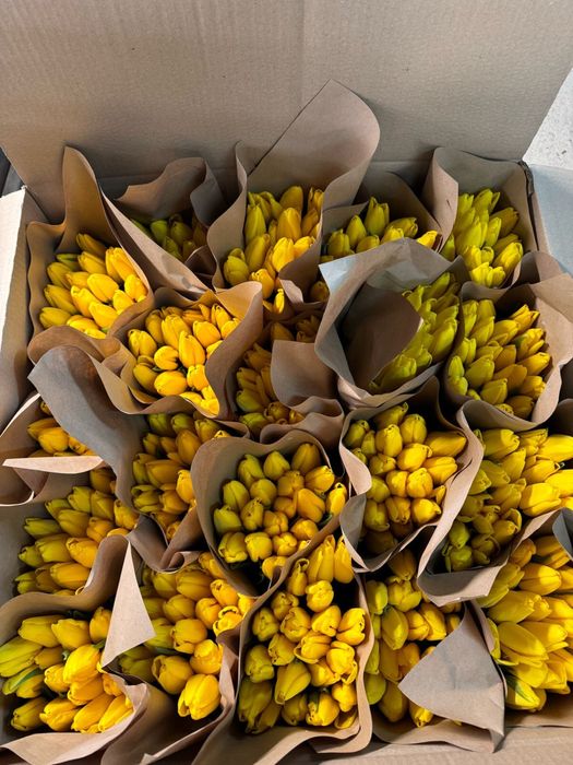 Тюльпаны к 8 Марта